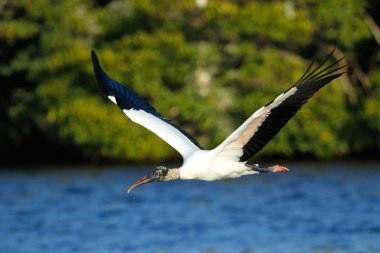 Ahşap leylek düşük su üzerinde uçan