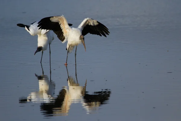 Cigogne des bois écartant les ailes — Photo