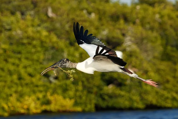 Wood stork flying with nesting material — Stock Photo, Image