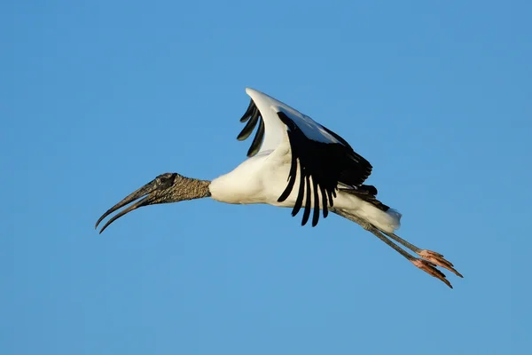 Wood stork flying in blue sky — Stock Photo, Image
