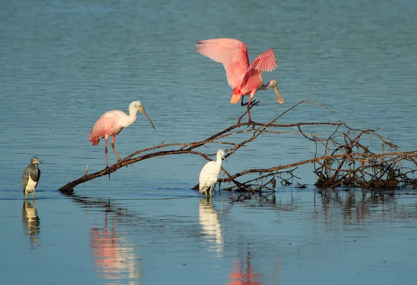 Roseate Spoonbills at Ding Darling National Wildlife Refuge — Stock Photo, Image