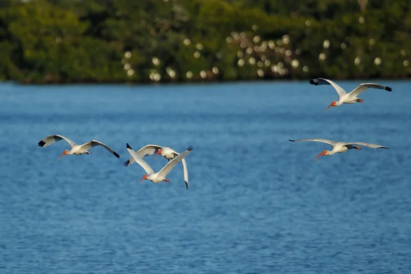 White Ibises dalam penerbangan — Stok Foto