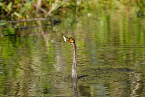 Anhinga swimming — Stock Photo, Image