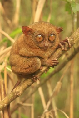 Tarsier Filipinler 'deki Bohol Adası' nda bir ağaçta oturuyor.