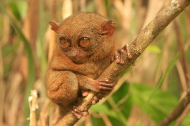Tarsier Filipinler 'deki Bohol Adası' nda bir ağaçta oturuyor.