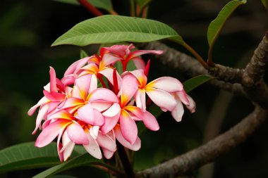 Su damlaları çiçeklerle pembe plumeria
