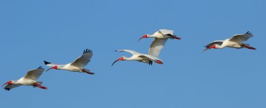 Beyaz Ibises uçuş