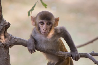 Tughlaqabad Kalesi, Delh bir ağaca oynayan genç rhesus makak