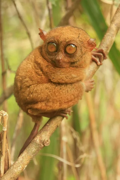 Tarsier zittend op een boom, Bohol eiland, Filippijnen — Stockfoto