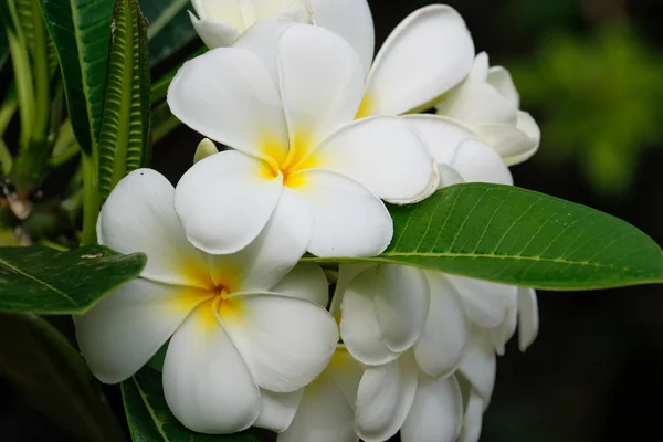 Белые цветы Plumeria — стоковое фото