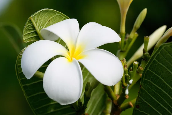 Fiore di plumeria bianca — Foto Stock