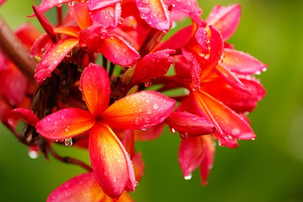 Květy růžové plumeria kapkami vody — Stock fotografie