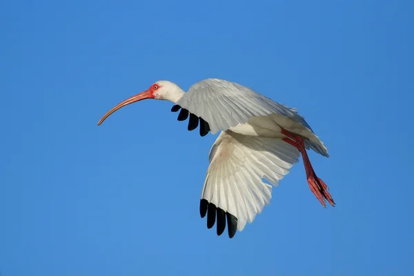 Ibis biały latający w błękitne niebo — Zdjęcie stockowe