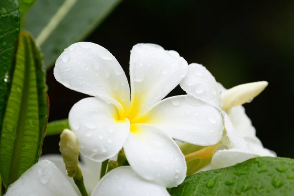 Su damlaları ile beyaz plumeria çiçekler — Stok fotoğraf