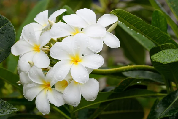 Fiori bianchi di plumeria con gocce d'acqua — Foto Stock