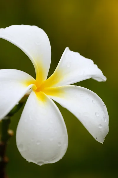 Su damlaları ile beyaz plumeria çiçek — Stok fotoğraf