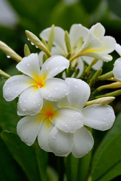 Plumeria blanca flores con gotas de agua — Foto de Stock