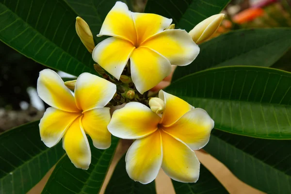 Gelbe Pflaumenblüten — Stockfoto