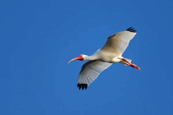 Hvid Ibis flyver i blå himmel - Stock-foto