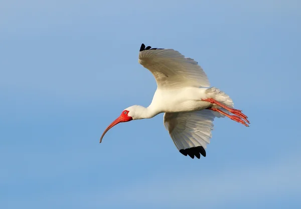 Hvid Ibis flyver i blå himmel - Stock-foto