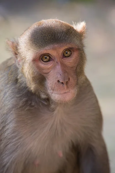 Rhesus Macaque assis à Tughlaqabad Fort, Delhi, Inde — Photo