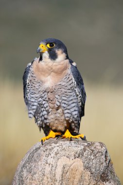 Peregrine falcon bir kayaya oturan