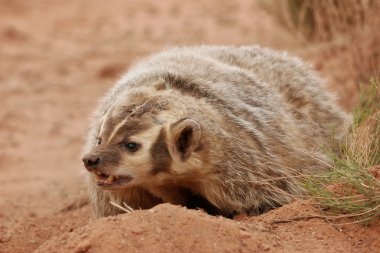 American badger sitting on the dirt ground clipart