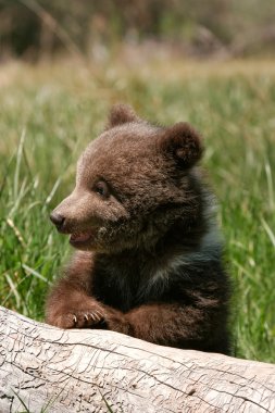 Grizzly bear cub sitting on the log clipart