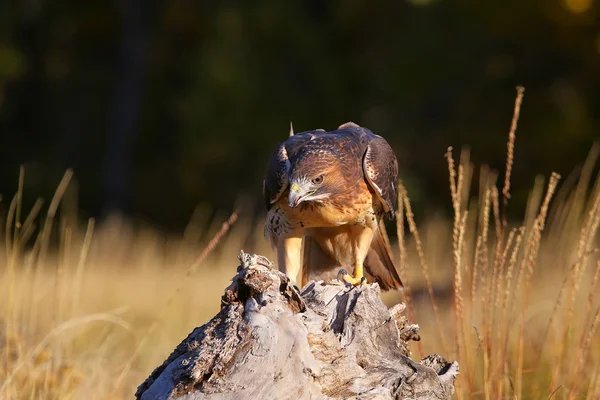 Red - tailed hawk zit op een boomstronk — Stockfoto