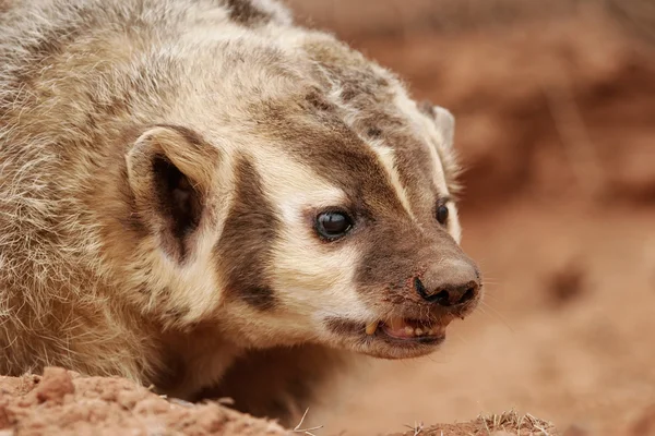 Badger Amerika (Taxidea taxus ) — Stok Foto