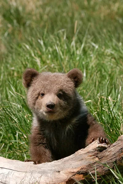Медвежонок-гризли сидит на бревне — стоковое фото