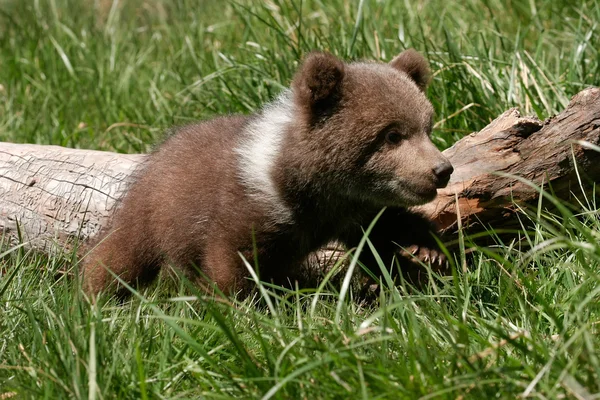 Грізлі ведмідь дитинча сидить у зеленій траві — стокове фото