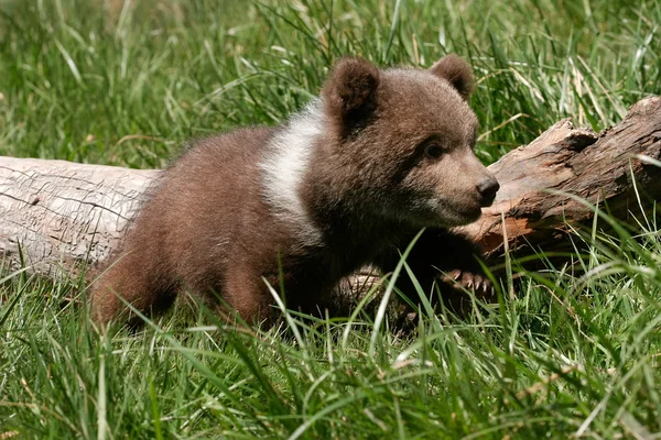 Ourson grizzli assis dans l'herbe verte — Photo