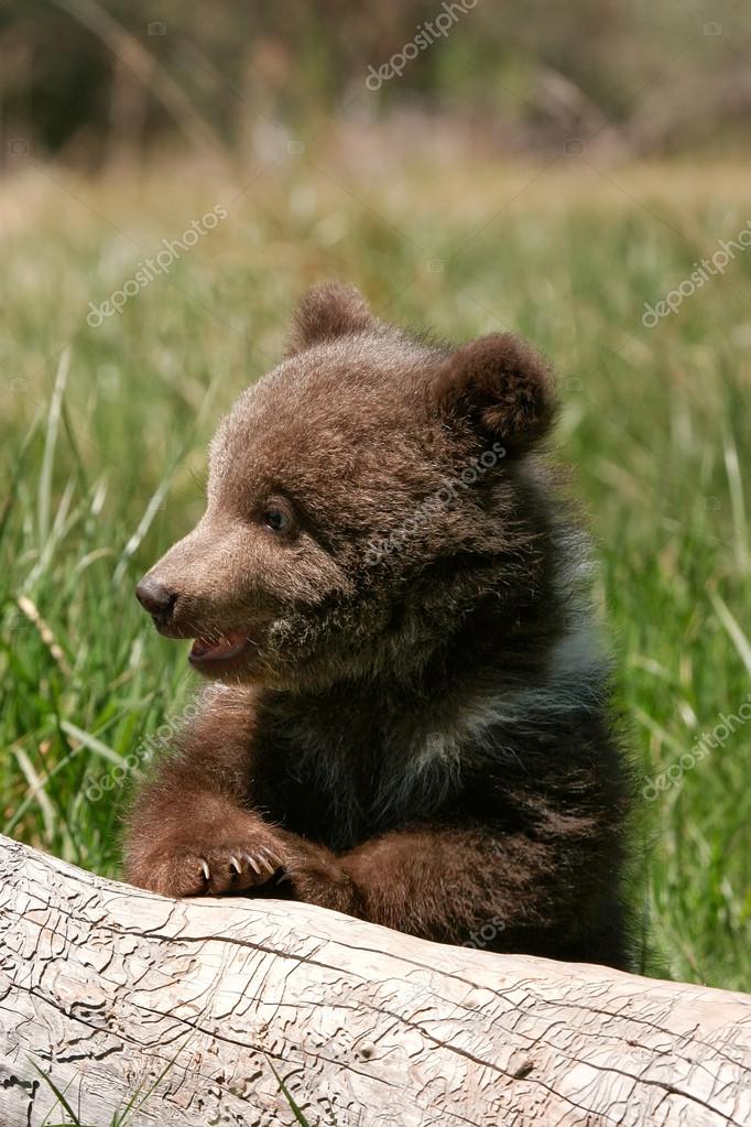 Cachorro de oso de stock, de Cachorro de oso royalties | Depositphotos