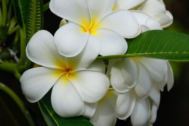Beyaz plumeria çiçekler