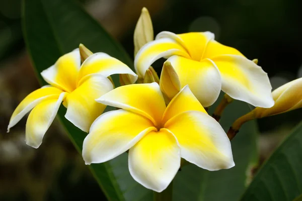Plumeria jaune fleurs — Photo