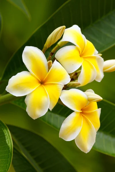 Sarı plumeria çiçekler — Stok fotoğraf