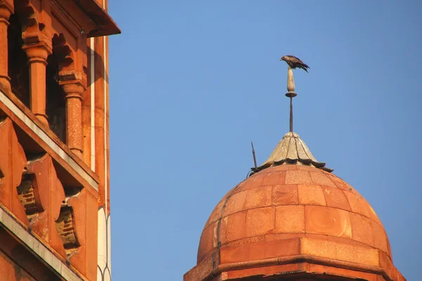 Close view of a small dome with hawk sitting on top, Safdarjung — Stock Photo, Image