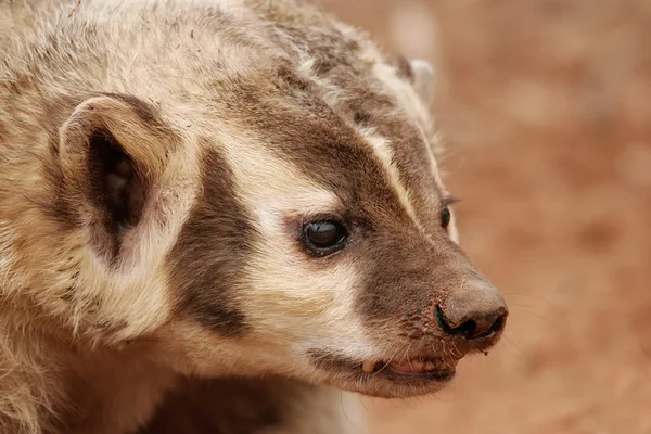 Badger Amerika (Taxidea taxus ) — Stok Foto