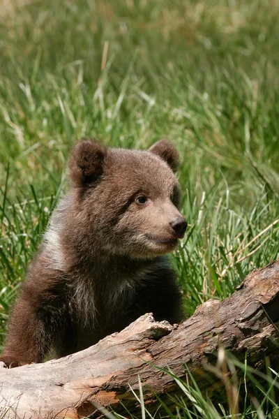 Grizzly oso cachorro sentado en el registro —  Fotos de Stock