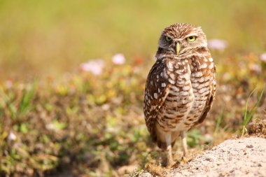 Burrowing Owl standing on the ground clipart