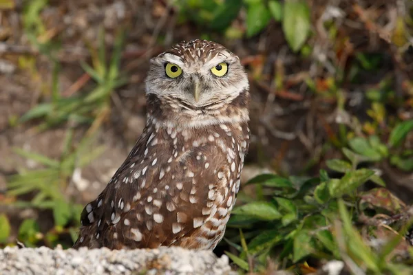 Gravende uil staande op de grond — Stockfoto