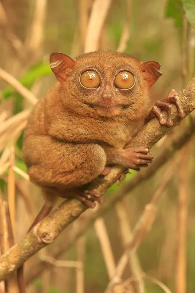 Tarsier zittend op een boom, Bohol eiland, Filippijnen — Stockfoto