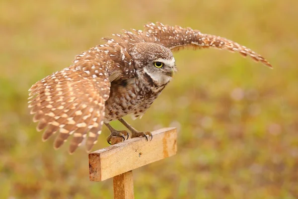 Burrowing Owl spreading wings in the rain — Stock Photo, Image