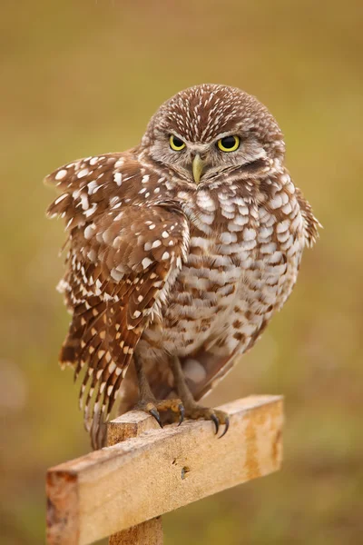 Erdkauz sitzt auf einer Stange — Stockfoto