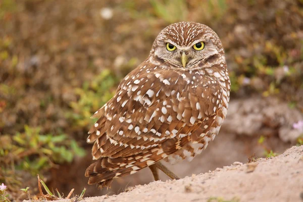 Gravende uil staande op de grond — Stockfoto