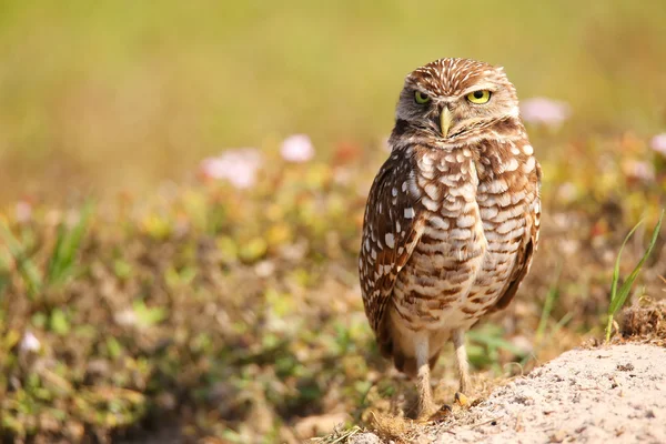 Prärieuggla stående på marken — Stockfoto