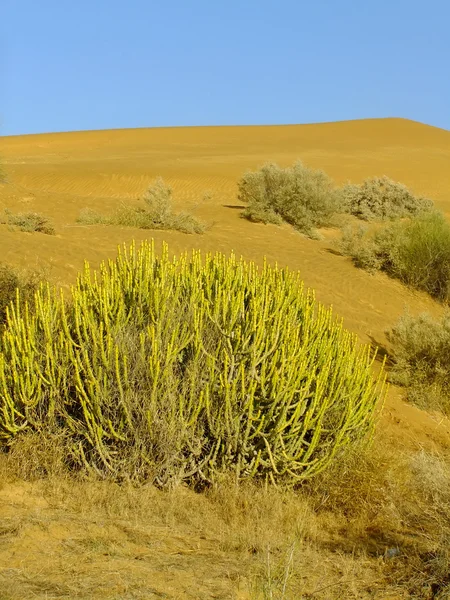 Thar desert near Jaisalmer, Rajasthan, Índia — Fotografia de Stock