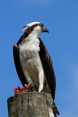 Osprey cazibesin ışık kutup ile