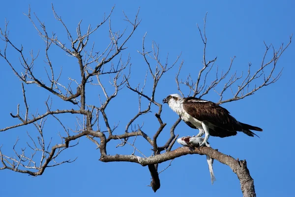 Osprey eating fish on a tree — Stock Photo, Image